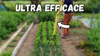 Pourquoi je n’ai presque plus d’herbes indésirables au potager (et comment faire pareil) ?